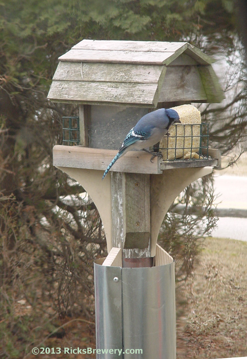 Blue Jay enjoying Bird feeder safe from raccoon and squirrel raids